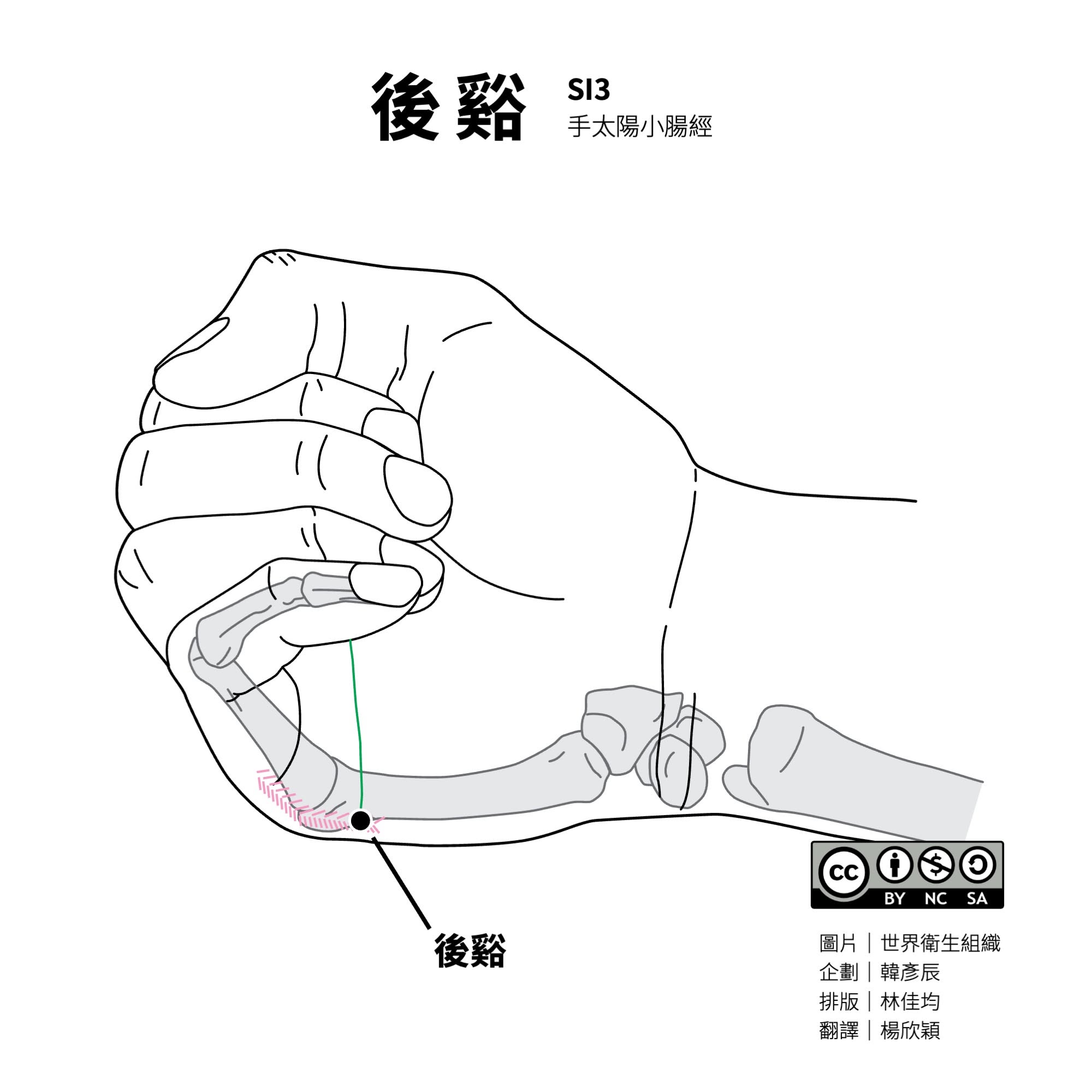 握拳手部的後谿穴 SI3 位置示意圖